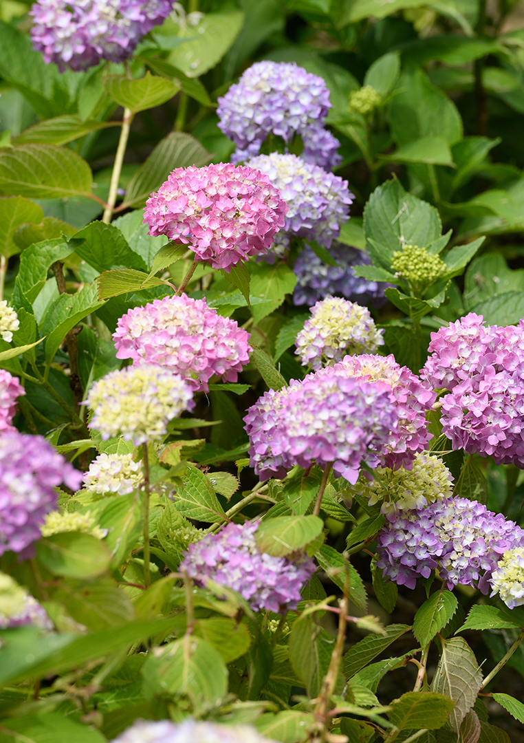 3月桜と菜の花